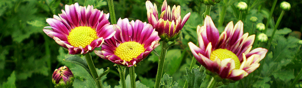 电话连环云呼叫软件