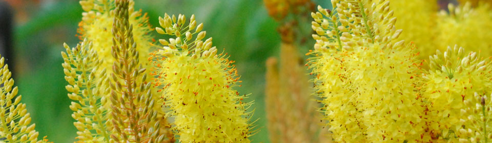 企业授权版的在线电话平台